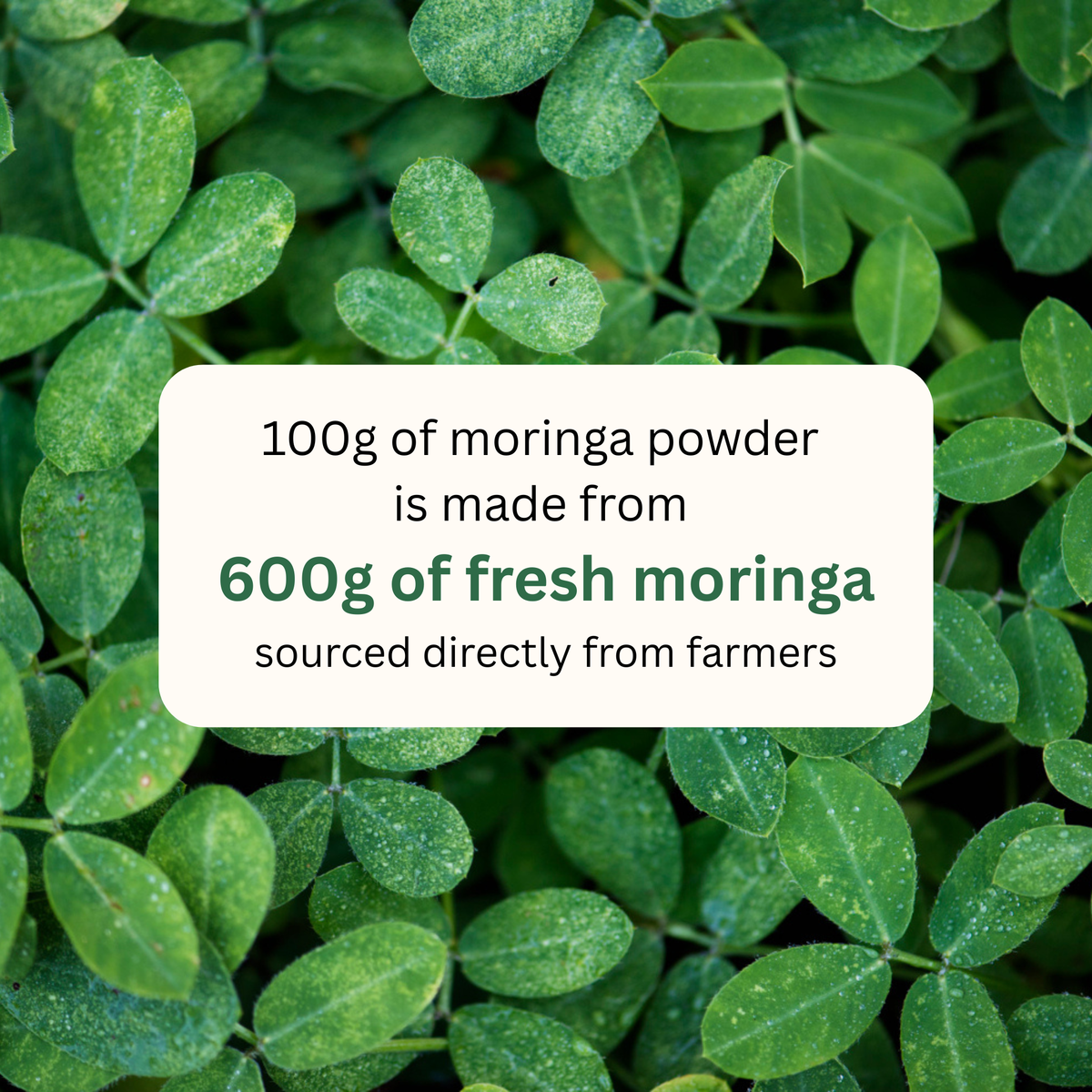 koh! Moringa Powder | 100g