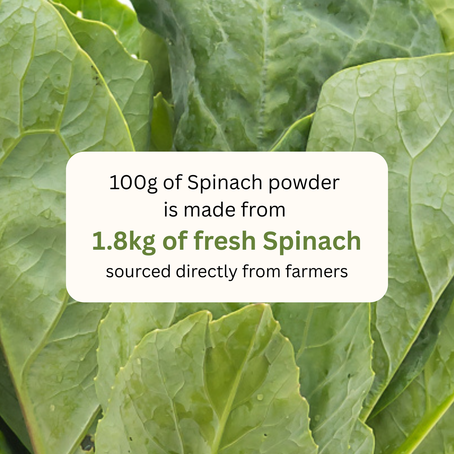 koh! Spinach Powder | 100g